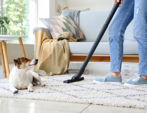 How Going GreenHouse Helps Keep Chandler Homes Pet-Friendly and Clean